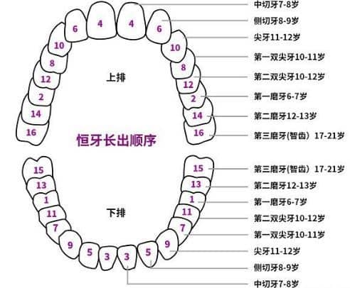 儿童换牙时间 - 顺序图 - 注意事项 - 饮食护理