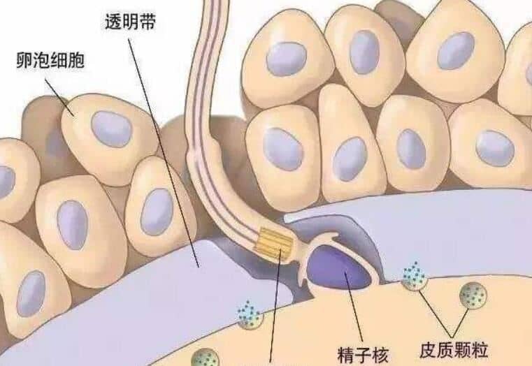 着床成功的症状表现