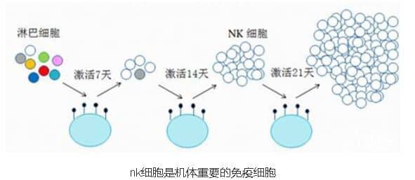 nk细胞是什么 - 正常值范围 - 偏高偏低原因及治疗方法