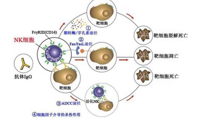 nk细胞是什么 - 正常值范围 - 偏高偏低原因及治疗方法