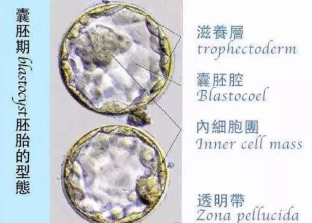 着床成功的症状表现